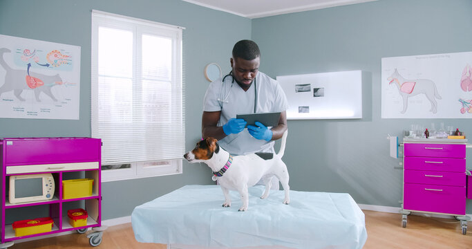 Proffesional handsome african american male vet doctor examining jack russel dog. Man holding tablet while checking up dog. Pet being concerned, waving tail. Animal care concept.