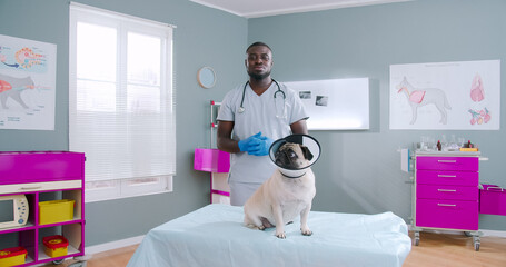 Concerned sad scared pug dog in veterinarian collar sitting on doctors couch. Pet having injury, examination. Proffesional smiling male veterinarian in medical gloves on the background.