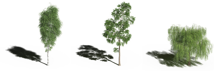 large tree with a shadow under it, isolated on white background, 3D illustration, cg render