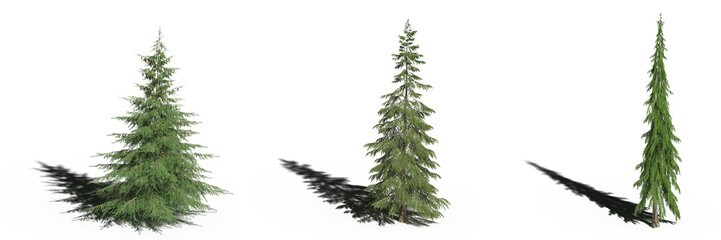 large tree with a shadow under it, isolated on white background, 3D illustration, cg render