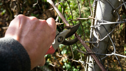 spring pruning of old grape shoots, spring cleaning in the garden 