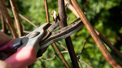 spring pruning of old grape shoots, spring cleaning in the garden 
