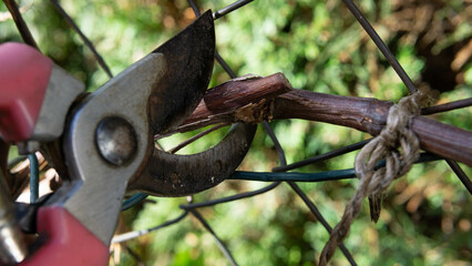 spring pruning of old grape shoots, spring cleaning in the garden 