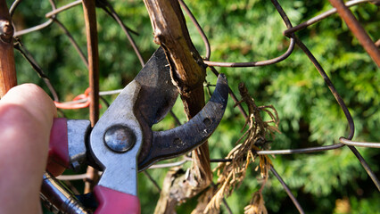 spring pruning of old grape shoots, spring cleaning in the garden 
