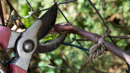 spring pruning of old grape shoots, spring cleaning in the garden 
