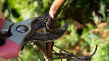 spring pruning of old grape shoots, spring cleaning in the garden 