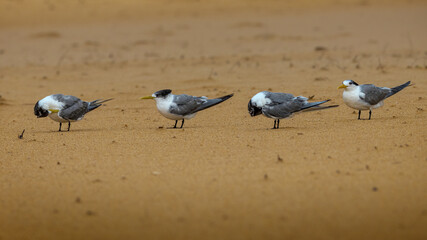 Crested terns