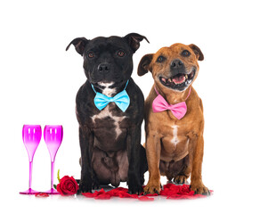 staffordshire bull terriers