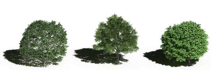 large tree with a shadow under it, isolated on a transparent background, 3D illustration, cg render