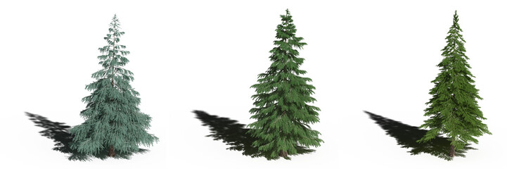 large tree with a shadow under it, isolated on a transparent background, 3D illustration, cg render