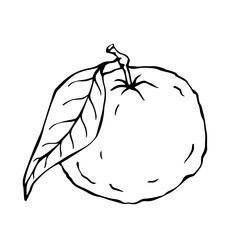 Line sketch of mandarin citrus fruit.Vector graphic.