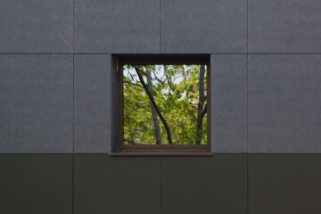 Fototapeta na wymiar reflection of the tree on the window on the wall