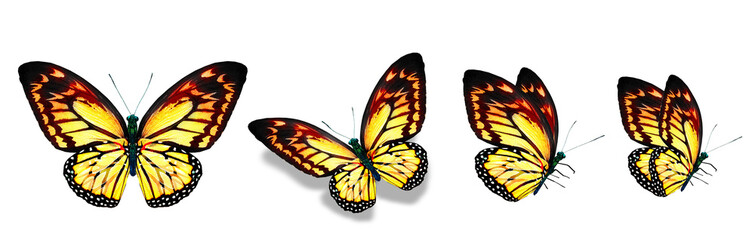 Color monarch butterflies, isolated on the white background