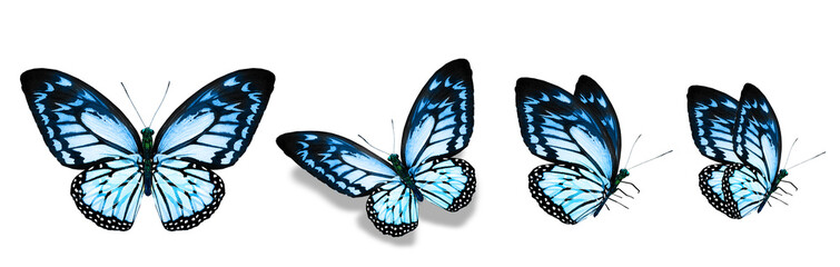 Fototapeta premium Color monarch butterflies, isolated on the white background