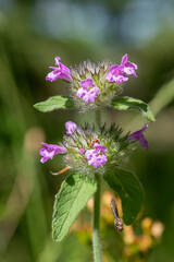 Close up of a wild basil (clinopodium vulgare) plant in bloom