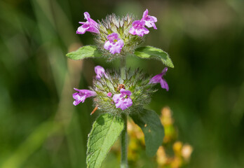 Close up of a wild basil (clinopodium vulgare) plant in bloom