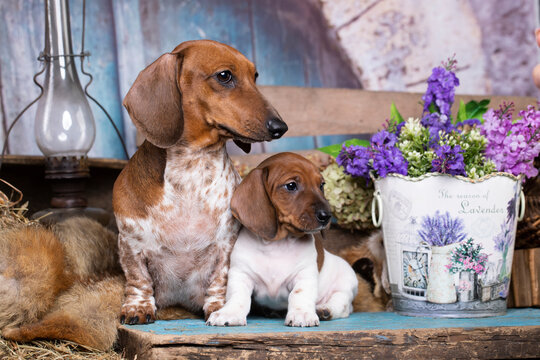 Puppy; Dachshund Dog Piebald colours in retro background; mother bitch and puppies
