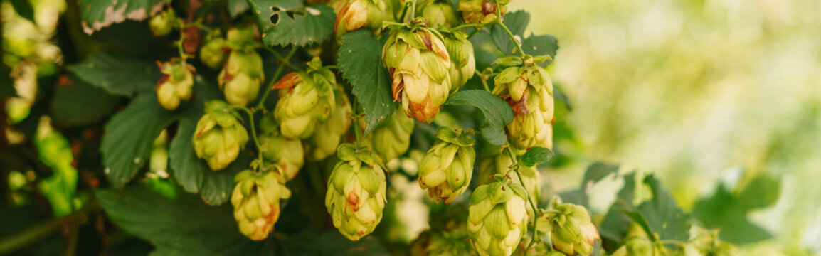 Banner shot of beer hop green brach in summer and sunlight with copy space.