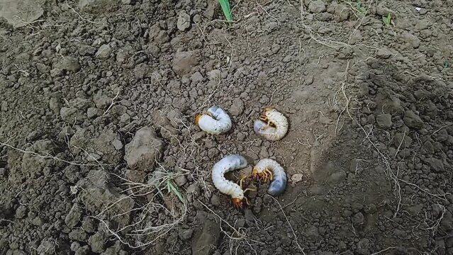 cockchafer larva, on the ground in summer, pests destroy plants underground. eat the roots of potato bushes
