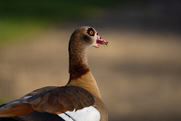 Nilgans