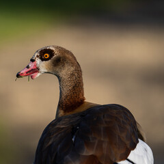 Nilgans