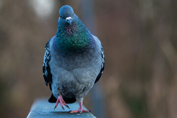 Stadttaube / Strassentaube