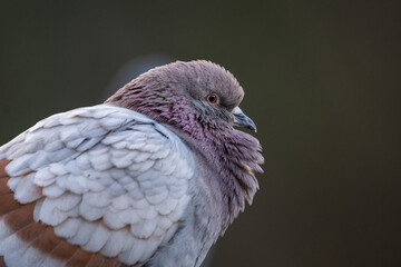 Stadttaube / Strassentaube