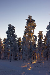 sun behind trees covered in snow in finnish Lapland