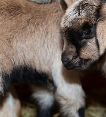 Obraz premium Alpine Goat Dairy Animal. Newborn baby goat near mom.