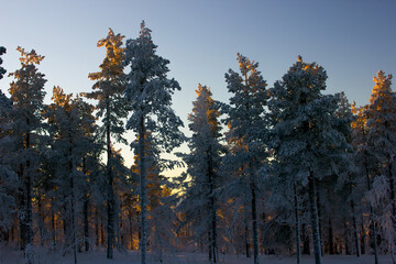 snowy fir trees in Levi in finnish Lapland