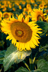 Flowering sunflowers in the culture - 560855255