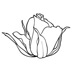 monochrome black and white rose isolated on white background. Hand-drawn contour lines and strokes.