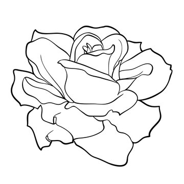 monochrome black and white rose isolated on white background. Hand-drawn contour lines and strokes.
