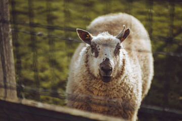 sheep in the zoo