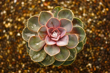 closeup of a succulent plant