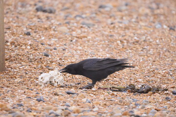 A black crow on a rocky beach has found something