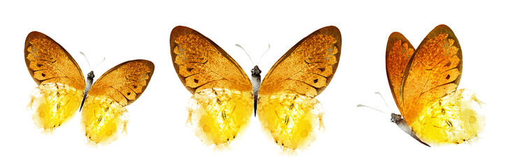Color watercolor butterfly , isolated on the white background. Set