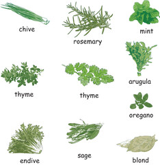 vectors of herbs and vegetables, chives, mint, arugula, thyme, rosemary, parsley, oregano, bay leaf, escarole and sage for menu recipes and lists © Mauricio