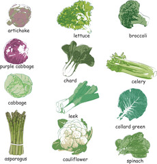 vectors of vegetables chard, celery, artichoke, lettuce, broccoli, cabbage, leek, green cabbage, asparagus, cauliflower and spinach for menu recipes and lists