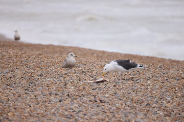 Two seagulls over a stony beach with a dead fish