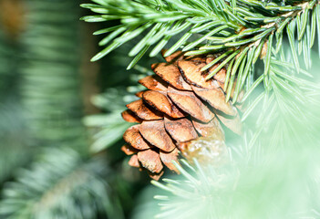 pine cones on a branch