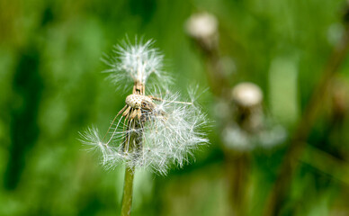 dandelion seed head