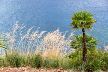 Mediterranean dwarf palm and spikes along a path in the Zingaro Nature Reserve.