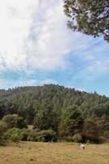 A cow grazing at the foot of a mountain in the middle of a forest full of trees