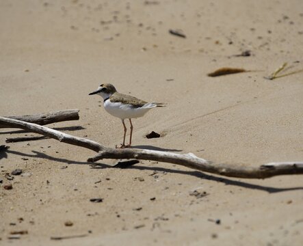 The collared plover (Charadrius collaris) is a small shorebird in the plover family, Charadriidae. It lives along coasts and riverbanks of the tropical to temperate Americas. Praia da Lua, Manaus - AM
