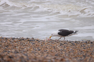 Seagull on the seashore with a dead fish