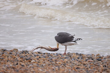 Seagull on the seashore with a dead fish