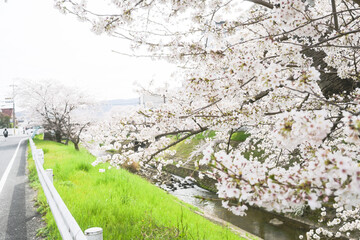 cherry blossom in spring