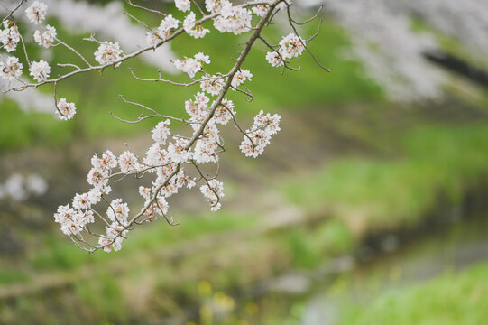 blooming tree