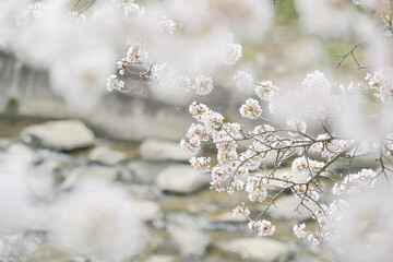 snow covered branches